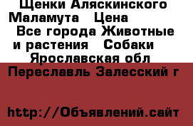 Щенки Аляскинского Маламута › Цена ­ 10 000 - Все города Животные и растения » Собаки   . Ярославская обл.,Переславль-Залесский г.